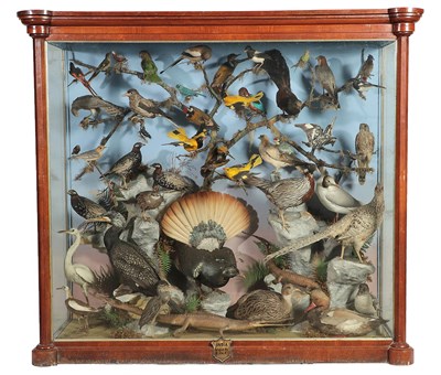 Lot 2113 - Taxidermy: A Large Cased Diorama of Birds & Reptiles Native to India, circa 1872, India, by...