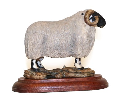 Lot 56 - Border Fine Arts 'Blackfaced Tup' (Style One), model No. L15 by Mairi Laing Hunt, limited...