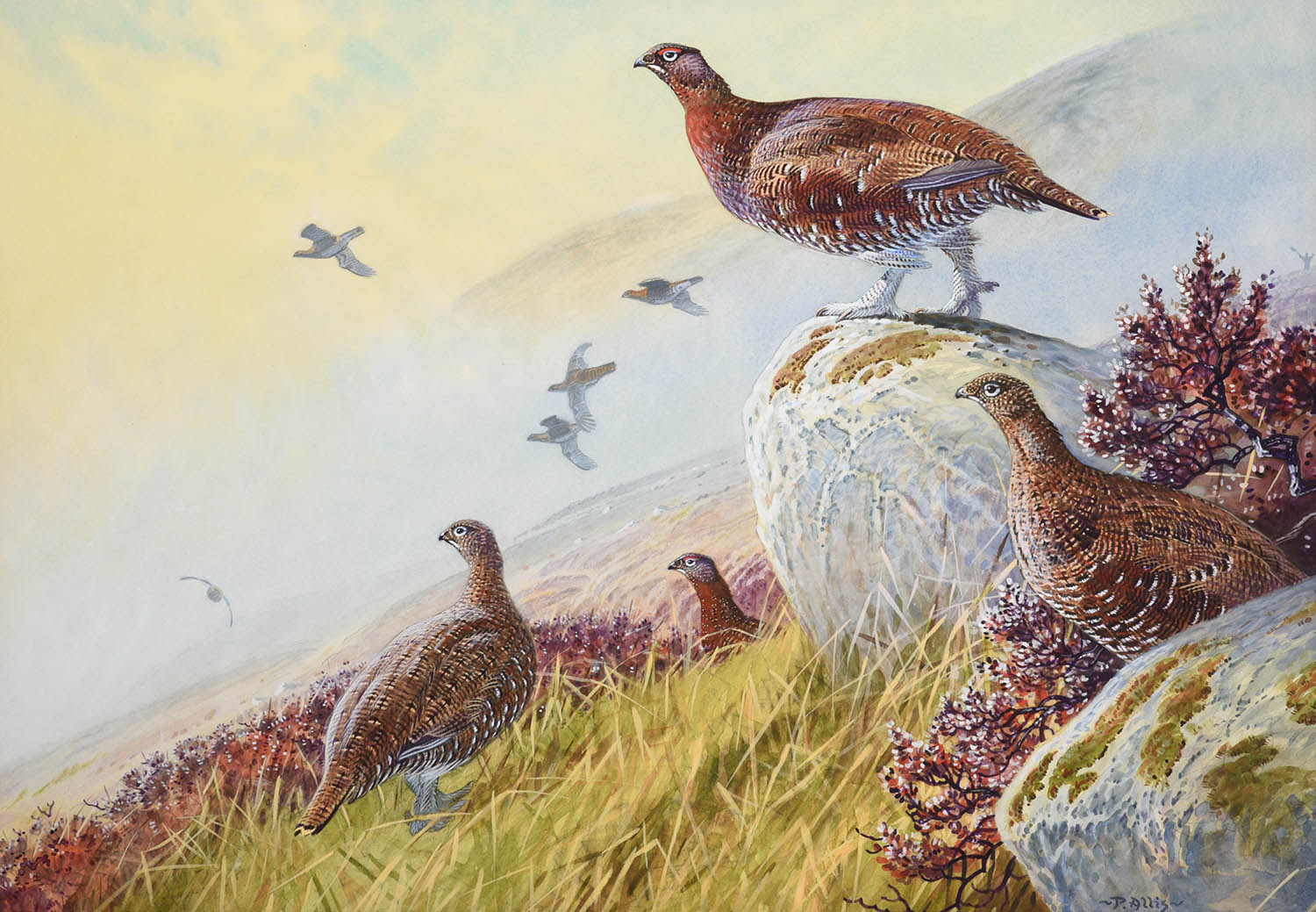 Lot 1015 - Peter Allis (b.1944) Covey of Grouse in a moorland landscape Signed, watercolour, 51cm by 73cm...