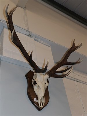 Lot 1330 - Antlers/Horns: European Red Deer (Cervus elaphus), circa late 20th century, adult Royal stag...