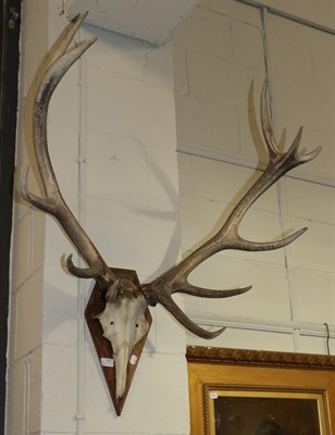 Lot 1380 - Antlers/Horns: European Red Deer (Cervus elaphus), circa late 20th century, adult stag antlers...