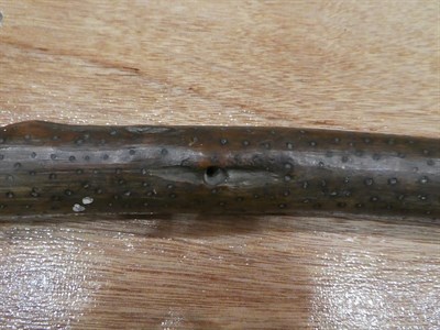 Lot 313 - Two Early 19th Century Australian Aboriginal Waddies, one following the natural curves of a branch