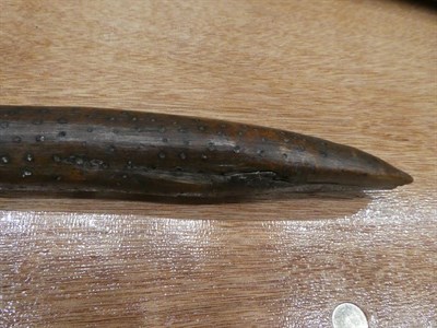 Lot 313 - Two Early 19th Century Australian Aboriginal Waddies, one following the natural curves of a branch
