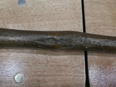 Lot 313 - Two Early 19th Century Australian Aboriginal Waddies, one following the natural curves of a branch
