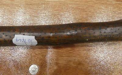 Lot 313 - Two Early 19th Century Australian Aboriginal Waddies, one following the natural curves of a branch