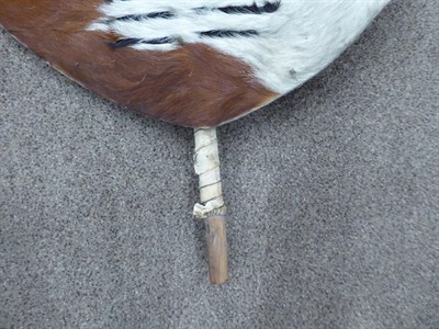 Lot 328 - Two 20th Century Zulu Cow Hide Shields, each of tan and white colouring, of elliptical form,...