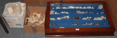 Lot 498 - A quantity of World sea shells including conche, starfish, cowrie etc, some housed within a...