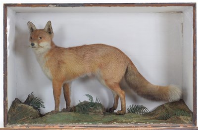 Lot 1002 - Taxidermy: A Late Victorian Cased Red Fox (vulpes vulpes) an adult full mount with head turning...