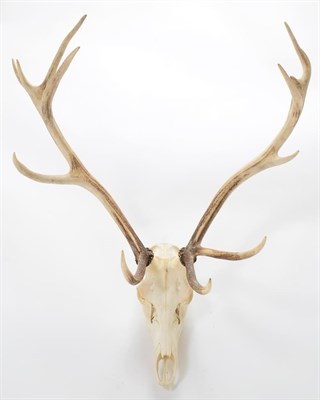 Lot 1003 - Antlers/Horns: European Red Deer (Cervus elaphus), circa late 20th century, adult Royal Stag...