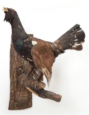 Lot 1004 - Taxidermy: European Capercaillie (Tetrao urogallus) circa 1957, cock bird in calling pose with head