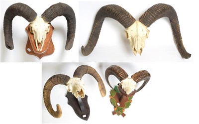 Lot 1005 - Antlers/Horns: European Mouflon (Ovis aries musimon), four sets of adult horns on cut upper...