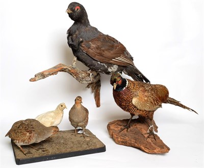 Lot 1006 - Taxidermy: European Countryside & Game Birds, circa late 20th century, three adult full mount...