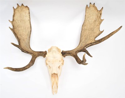Lot 1007 - Antlers/Horns: A Large Set of European Moose Antlers (Alces alces), circa late 20th century, a...