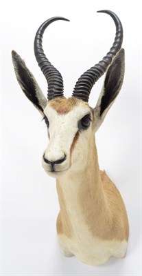 Lot 1009 - Taxidermy: South African Springbok (Antidorcas marsupialis), modern, South Africa, high quality...