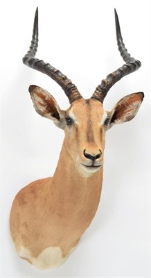 Lot 1014 - Taxidermy: Common Impala (Aepyceros melampus), modern, high quality shoulder mount looking straight
