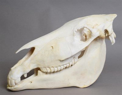Lot 1016 - Skulls/Anatomy: Burchell's Zebra Skull (Equus quagga), modern, complete bleached skull, 54cm by...