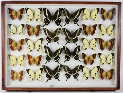 Lot 1017 - Entomology: A Large Glazed of Display of African Butterflies, circa 21st century, containing...