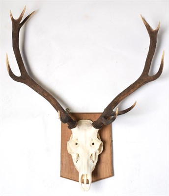 Lot 1018 - Antlers/Horns: European Red Deer (Cervus elaphus), circa late 20th century, adult stag antlers...