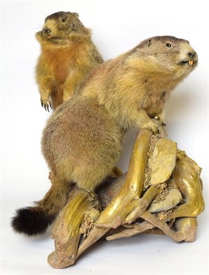 Lot 1021 - Taxidermy: A Pair of Alpine Marmot's (Marmota marmota), circa late 20th century, a pair of...