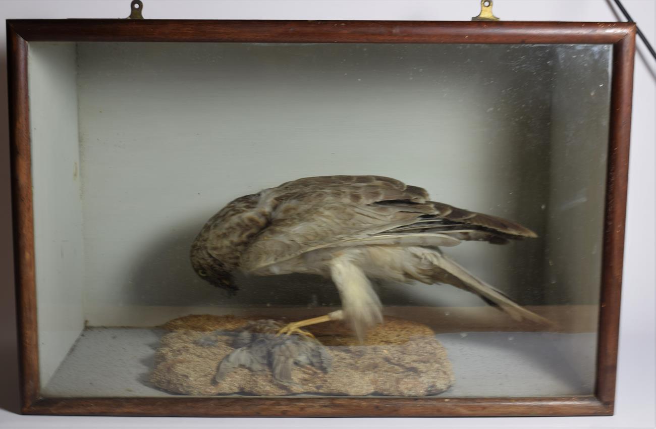 Lot 1022 - Taxidermy: A Cased Victorian Northern Harrier, circa 1880-1900, a full mount adult with finch...