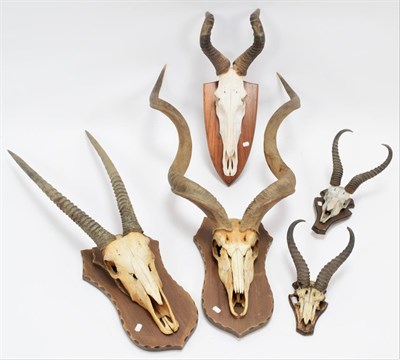 Lot 1023 - Antlers/Horns: A Group of African Game Trophies, circa late 20th century, comprising - a set of...
