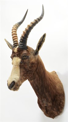 Lot 1026 - Taxidermy: Blesbok (Damaliscus phillipsi), circa late 20th century, a young adult male shoulder...