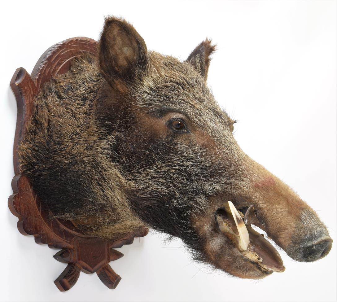 Lot 1028 - Taxidermy: European Wild Boar (Sus scrofa), circa early 21st century, young adult male head...