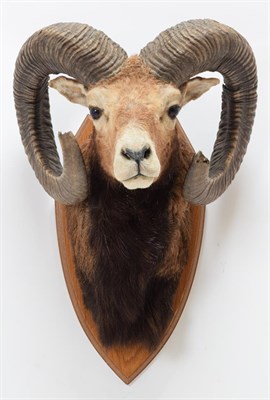 Lot 1029 - Taxidermy: European Mouflon (Ovis aries musimon), circa early 21st century, approximately 6...
