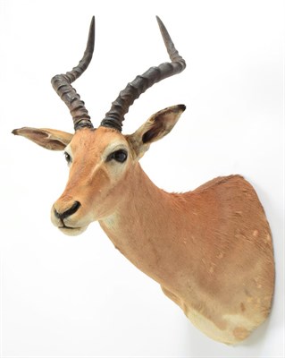Lot 1030 - Taxidermy: Common Impala (Aepyceros melampus), circa late 20th century,  young adult male...