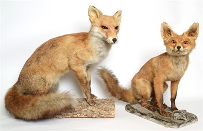 Lot 1031 - Taxidermy: European Red Fox (Vulpes vulpes), circa late 20th century, full mount adult with...