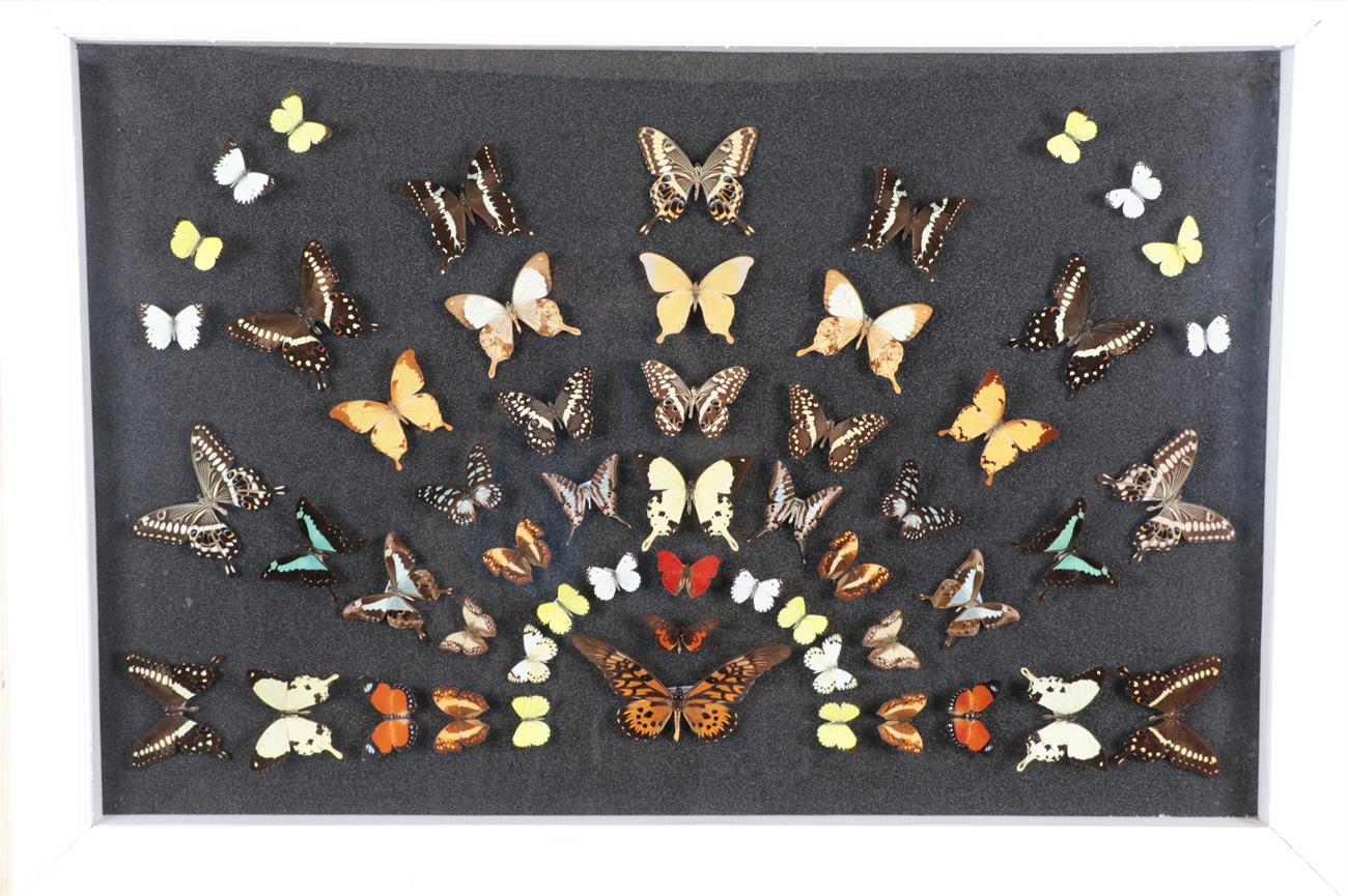 Lot 1032 - Entomology: A Large Display of African Butterflies, circa 21st century, a colourful fanned...