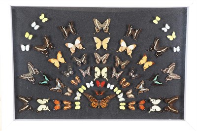 Lot 1032 - Entomology: A Large Display of African Butterflies, circa 21st century, a colourful fanned...