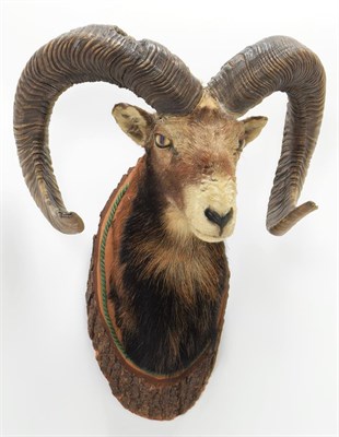Lot 1033 - Taxidermy: European Mouflon (Ovis aries musimon ), circa late 20th century, 5 year old adult...