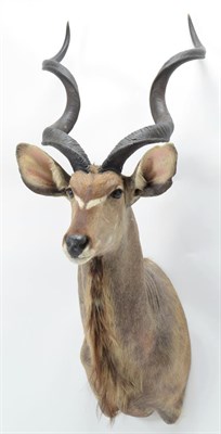 Lot 1034 - Taxidermy: Cape Greater Kudu (Strepsiceros strepsiceros), circa late 20th century, South...