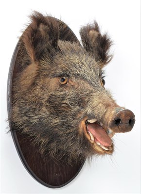 Lot 1036 - Taxidermy: European Wild Boar (Sus scrofa), circa late 20th century, juvenile shoulder mount...