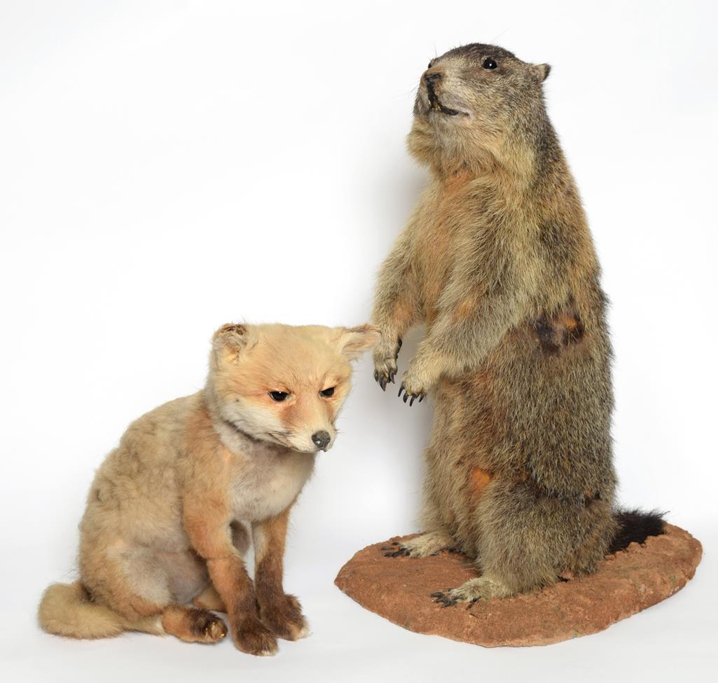 Lot 1037 - Taxidermy: Alpine Marmot and Red Fox Cub, circa late 20th century, a full mount adult Marmot sat in