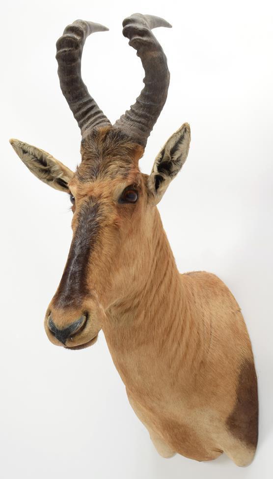 Lot 1038 - Taxidermy: Cape Red Hartebeest (Alcelaphus caama), modern, South Africa, high quality adult...