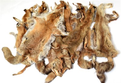Lot 1039 - Hides/Pelts: A Quantity of Red Fox Pelts, late 20th century, eleven full Red Fox pelts,...