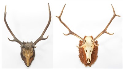 Lot 1041 - Antlers/Horns: European Red Deer (Cervus elaphus), circa late 20th century, adult stag antlers...