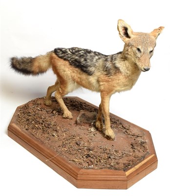 Lot 1042 - Taxidermy: Black-Backed Jackal (Canis mesomelas), modern, South Africa, a full mount adult in...