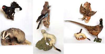 Lot 1044 - Taxidermy: European Game Birds & Animals, circa late 20th century, comprising - full mount European