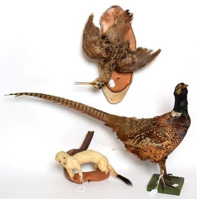 Lot 1044 - Taxidermy: European Game Birds & Animals, circa late 20th century, comprising - full mount European