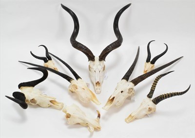 Lot 1046 - Horns/Skulls: A Selection of African Game Trophy Skulls, a varied selection to include - Cape...