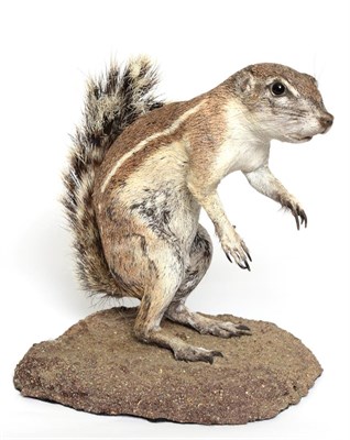 Lot 1048 - Taxidermy: Southern Ground Squirrel (Xerus inauris), modern, full mount adult in stooped pose,...
