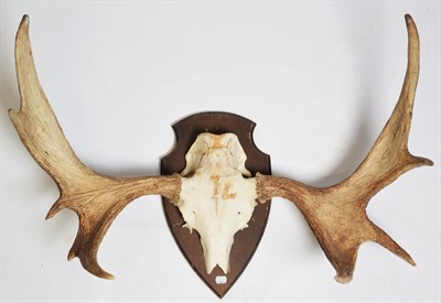 Lot 1049 - Antlers/Horns: A Set of European Moose Antlers (Alces alces), circa late 20th century, a set of...
