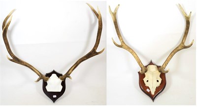 Lot 1050 - Antlers/Horns: Two sets of European Red Deer antlers, both eight points each, each mounted upon...