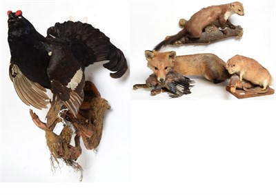 Lot 1052 - Taxidermy: A Group of European Countryside Animals and Birds, comprising - Red Fox full mount...