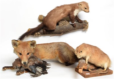 Lot 1052 - Taxidermy: A Group of European Countryside Animals and Birds, comprising - Red Fox full mount...