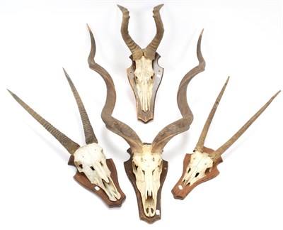 Lot 1054 - Antlers/Horns: A Group of African Game Trophies, circa late 20th century, comprising - a set of...