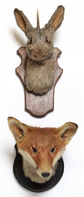 Lot 1055 - Taxidermy: Red Fox Mask & Jackalope, circa late 20th century, an adult Red Fox mask looking...